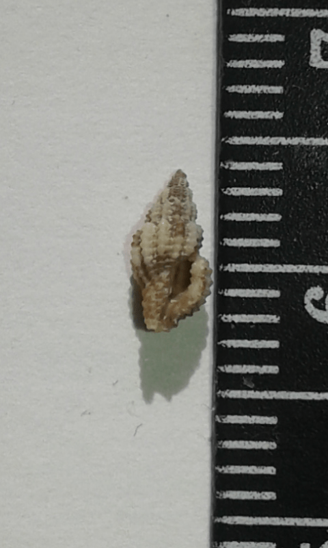 Muricidae?